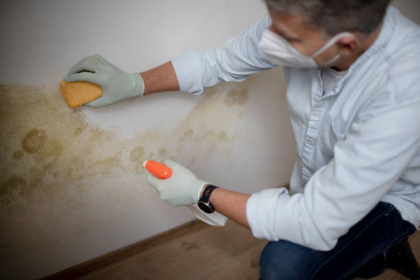 Best Mold Remediation for Schools in Barrett, TX