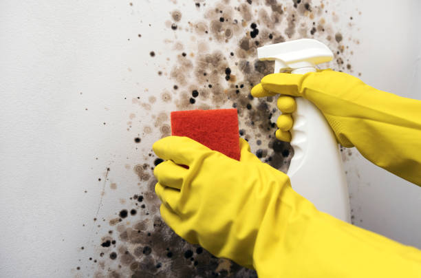Best Emergency Mold Remediation in Barrett, TX